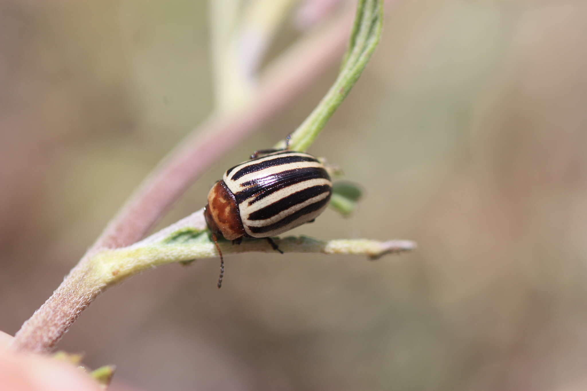 صورة Zygogramma (Zygospila) continua (J. L. Le Conte 1868)