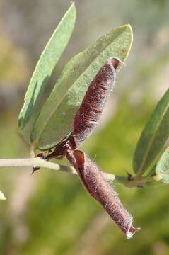 Image of Rhynchosia ciliata (Thunb.) Druce