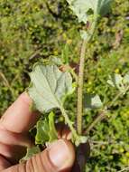 Image de Arctotis perfoliata (Less.) Beauv.