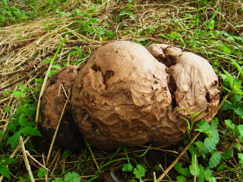 Image of Calvatia nipponica Kawam. ex Kasuya & Katum. 2008