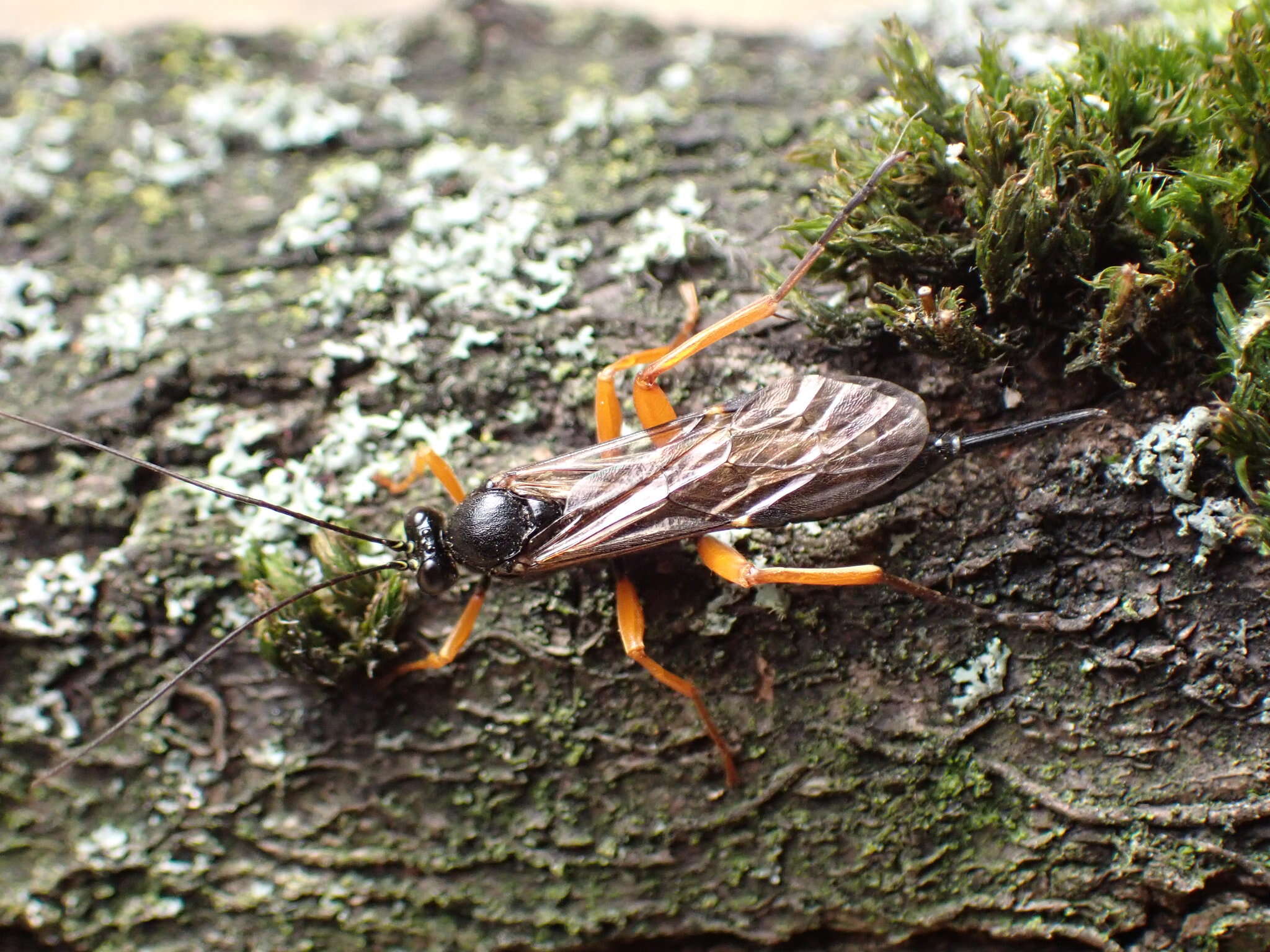 Image of Pimpla rufipes (Miller 1759)