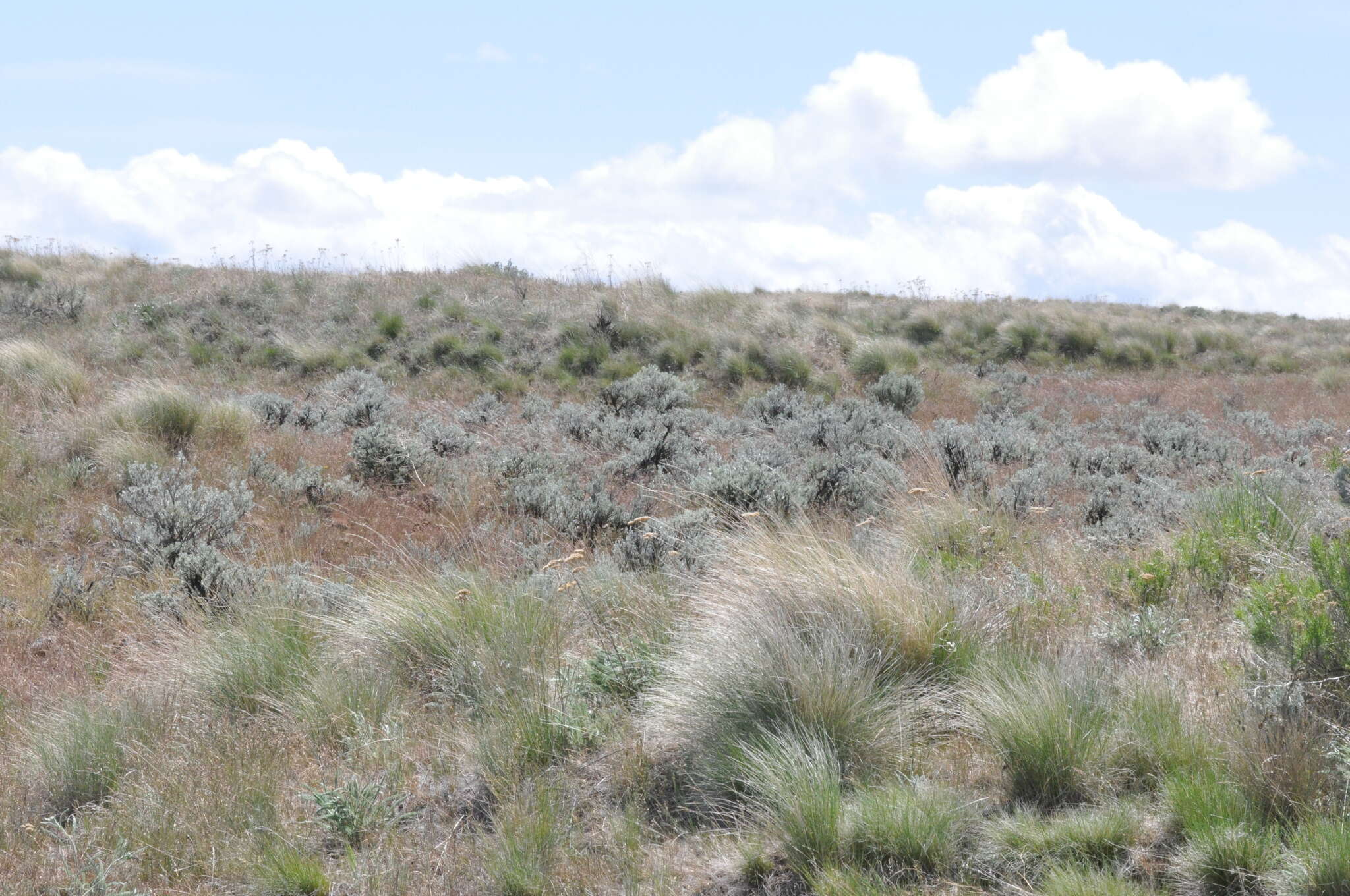 Sivun Artemisia rigida (Nutt.) A. Gray kuva