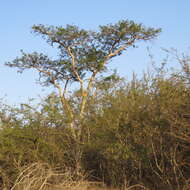 Image of Vachellia sieberiana (DC.) Kyal. & Boatwr.