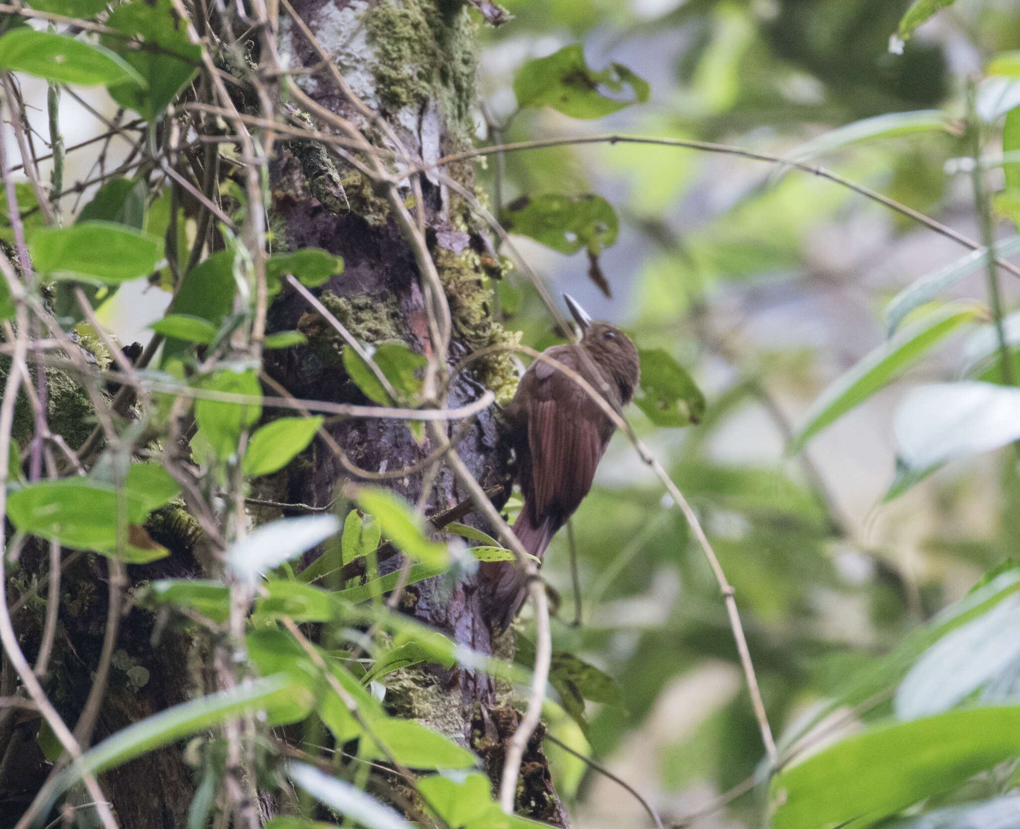 Image of Tyrannine Woodcreeper