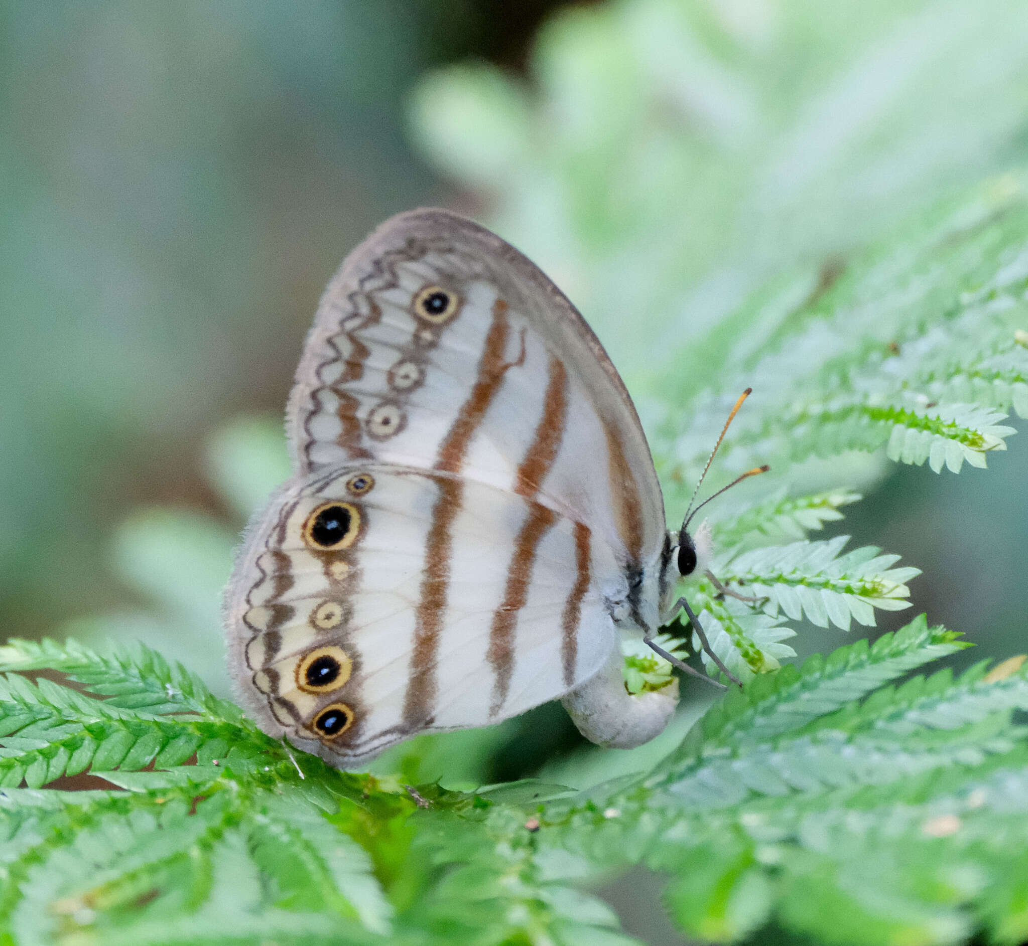 Image of Euptychia mollina Hübner 1816