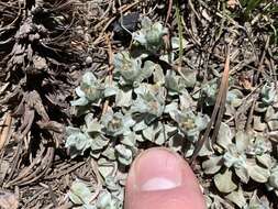 Image de Antennaria soliceps Blake