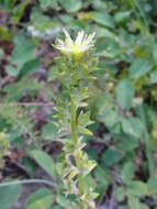 Слика од Sedum radiatum subsp. ciliosum (T. J. Howell) Clausen