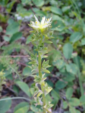 Image of Coast Range stonecrop