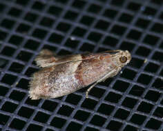 Acrobasis exsulella Zeller 1848 resmi