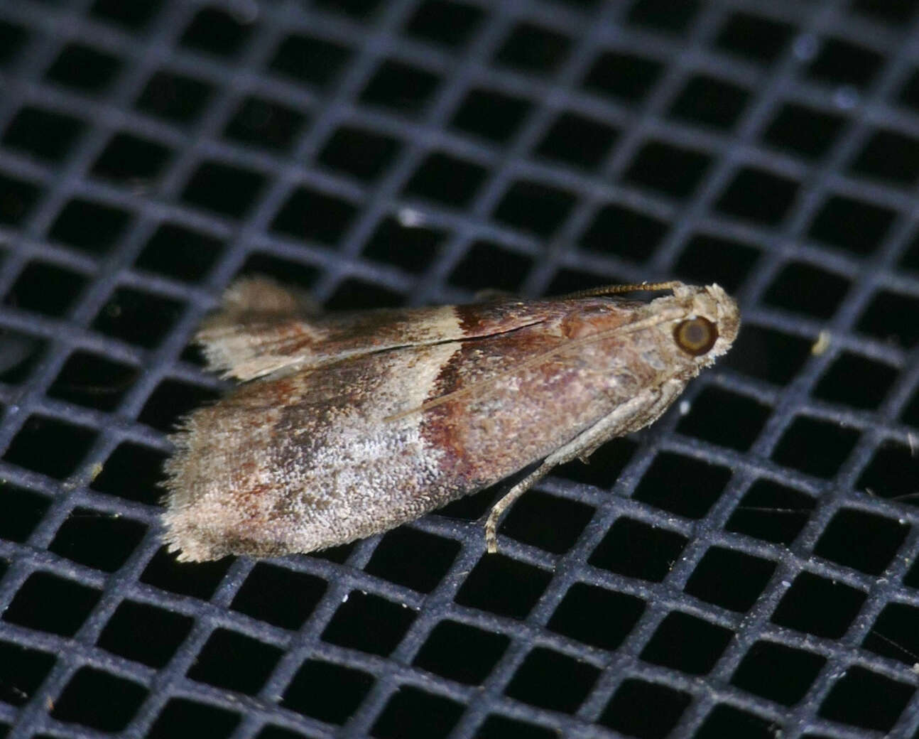 Acrobasis exsulella Zeller 1848 resmi