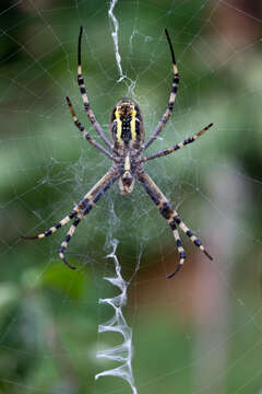 Image of Barbary Spider