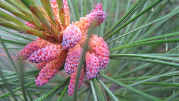 Imagem de Pinus sibirica Du Tour