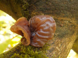 Image of ear fungus