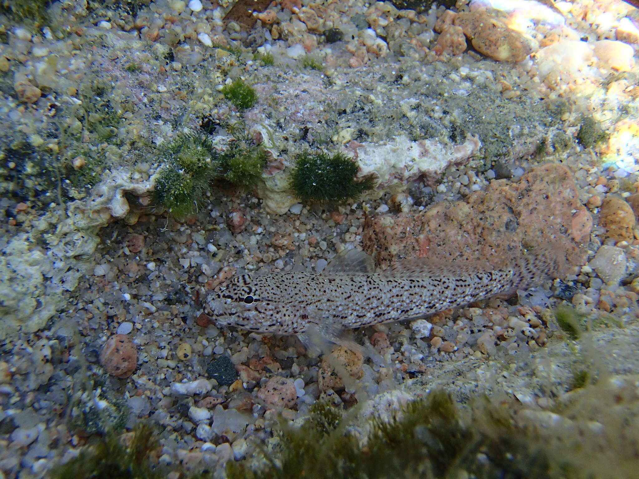 Image of Gobius incognitus Kovačić & Sanda 2016