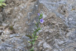 Image de Campanula hagielia Boiss.