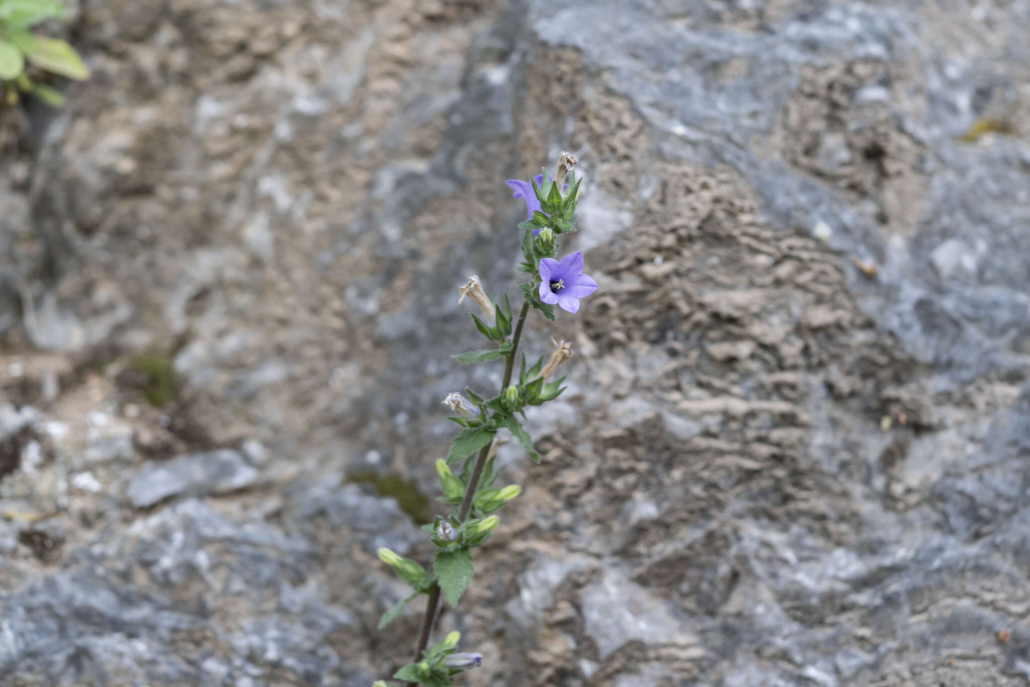 Image de Campanula hagielia Boiss.