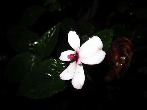 Image of Impatiens javensis (BI.) Steud.