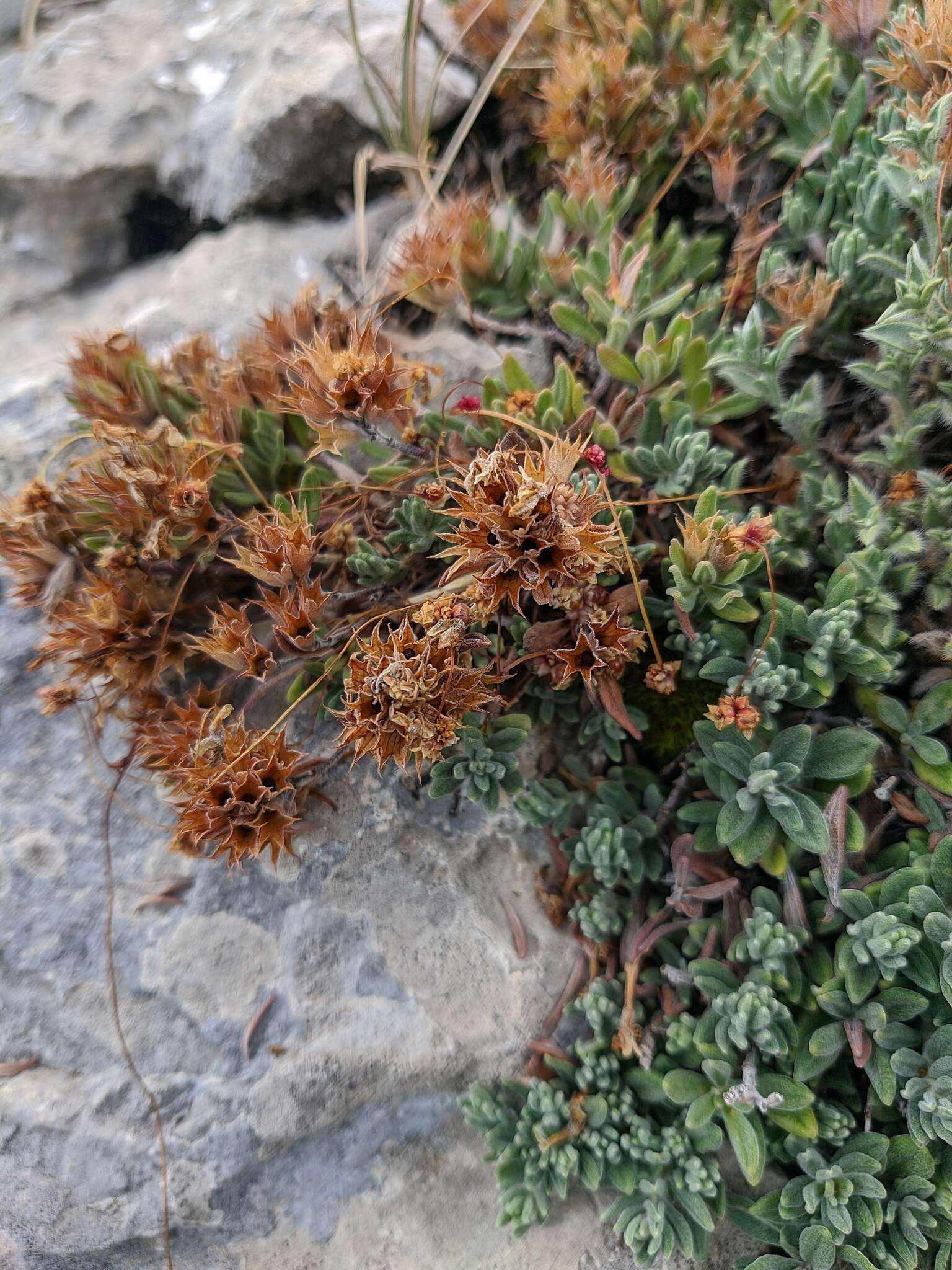 Image of Teucrium montanum subsp. montanum