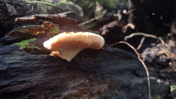 Image of Piptoporellus soloniensis (Dubois) B. K. Cui, M. L. Han & Y. C. Dai 2016