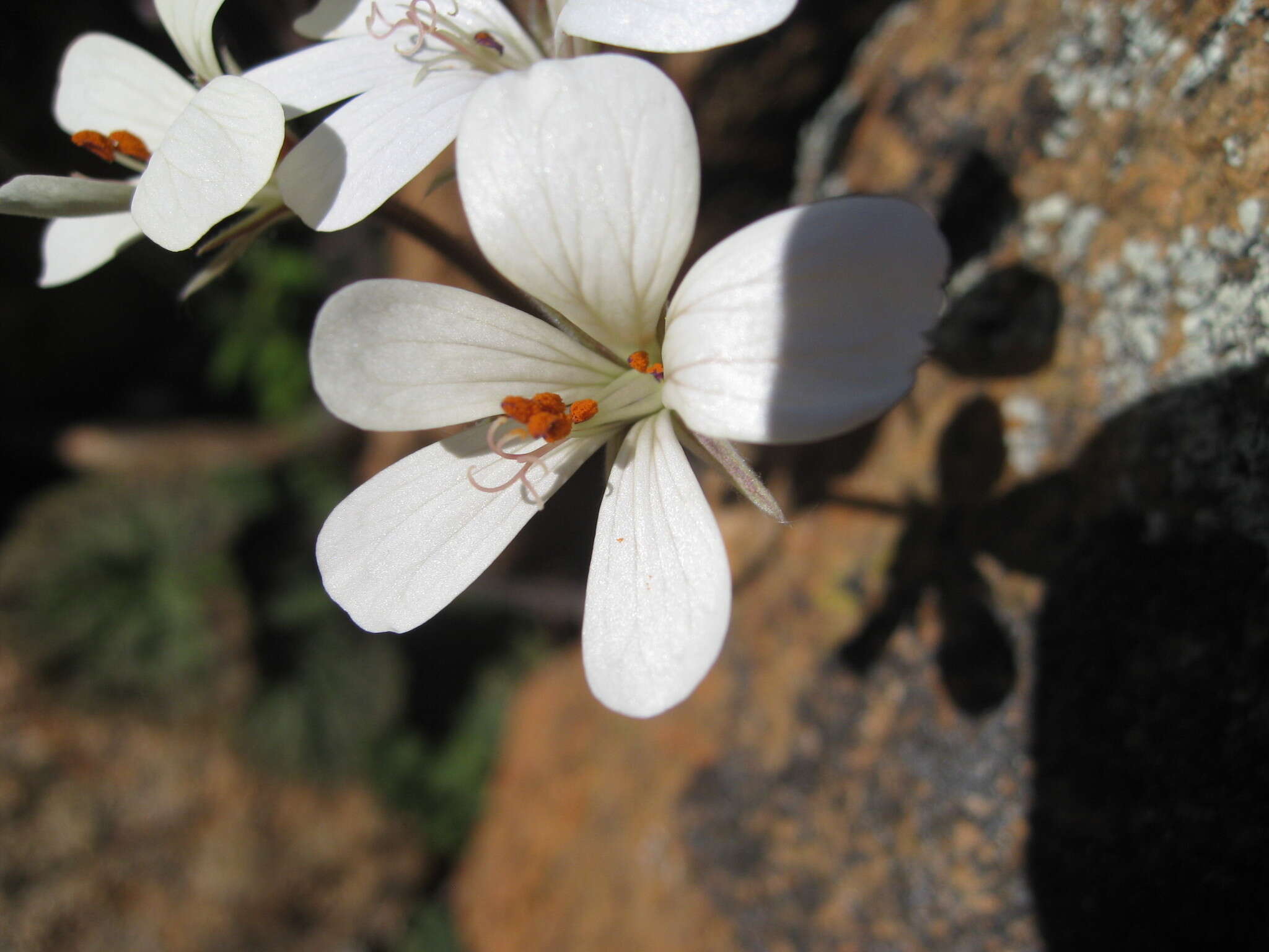 Image de Pelargonium barklyi S. Elliot