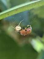 Image of Theridion neomexicanum Banks 1901