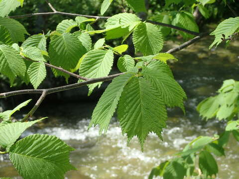 Image of Ulmus laciniata (Trautv.) Mayr