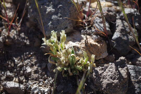 Image of Cerastium behmianum Muschl.