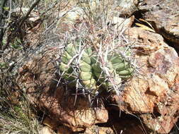 Image of Thelocactus bicolor subsp. heterochromus (F. A. C. Weber) Mosco & Zanov.