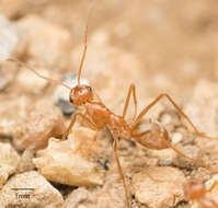 Image of Myrmecocystus wheeleri Snelling 1971