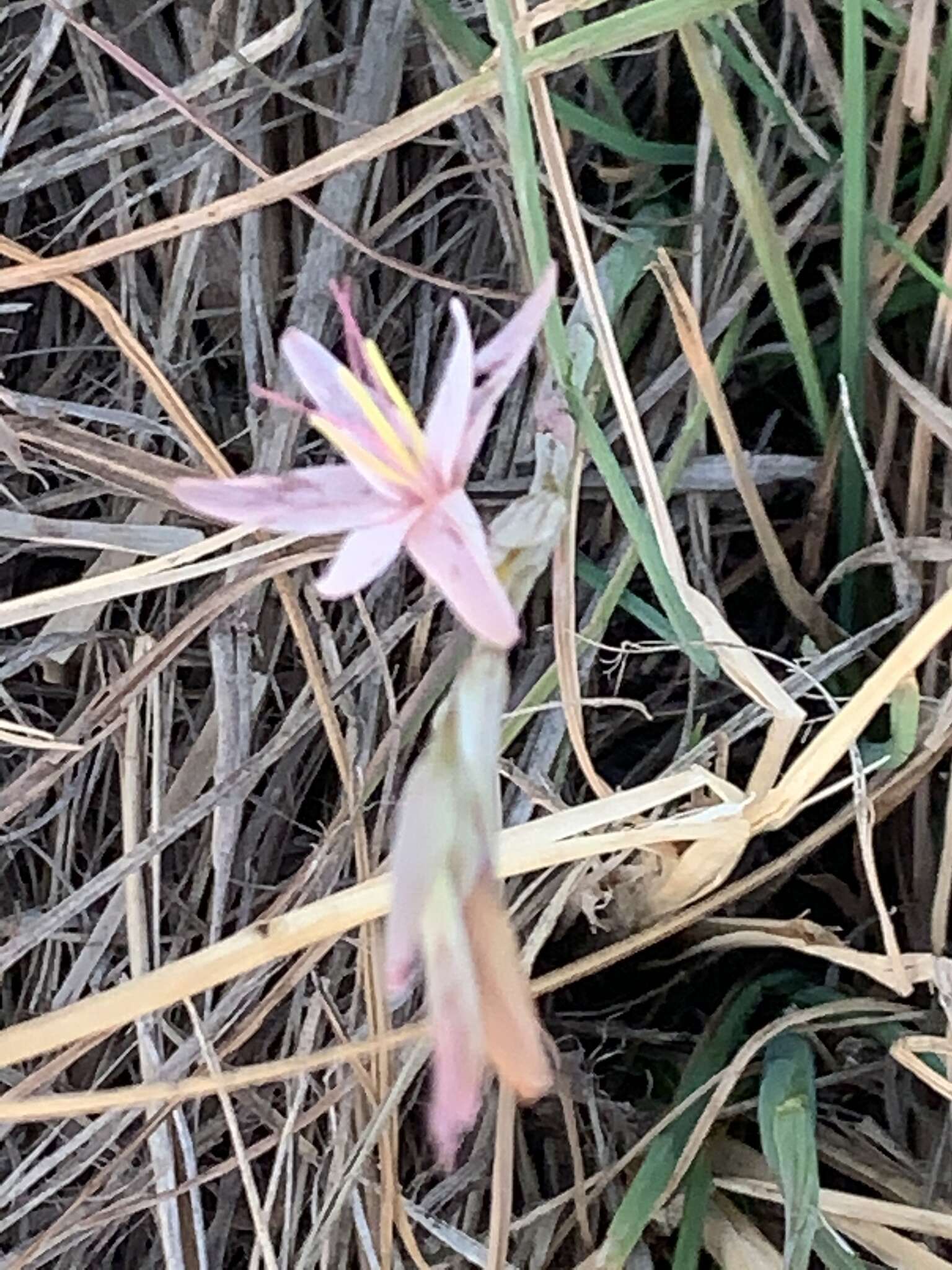 Image of Hesperantha longicollis Baker