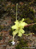 Image of Pinguicula emarginata S. Z. Ruiz & J. Rzedowski