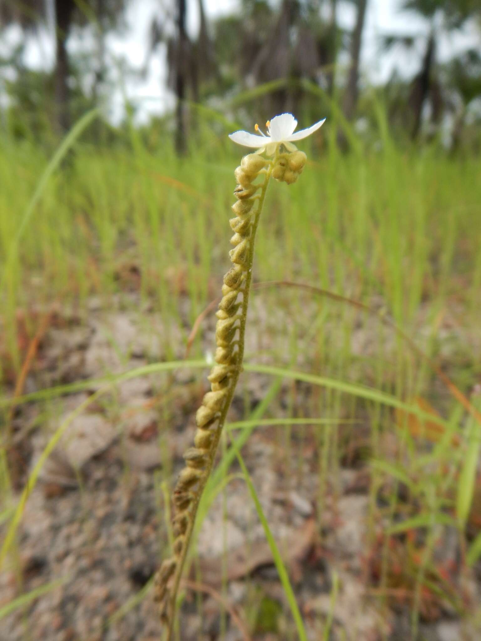 Image of Drosera fulva Planch.