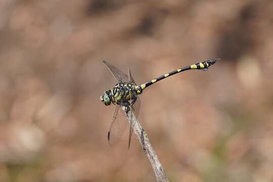 صورة Ictinogomphus australis (Selys 1873)