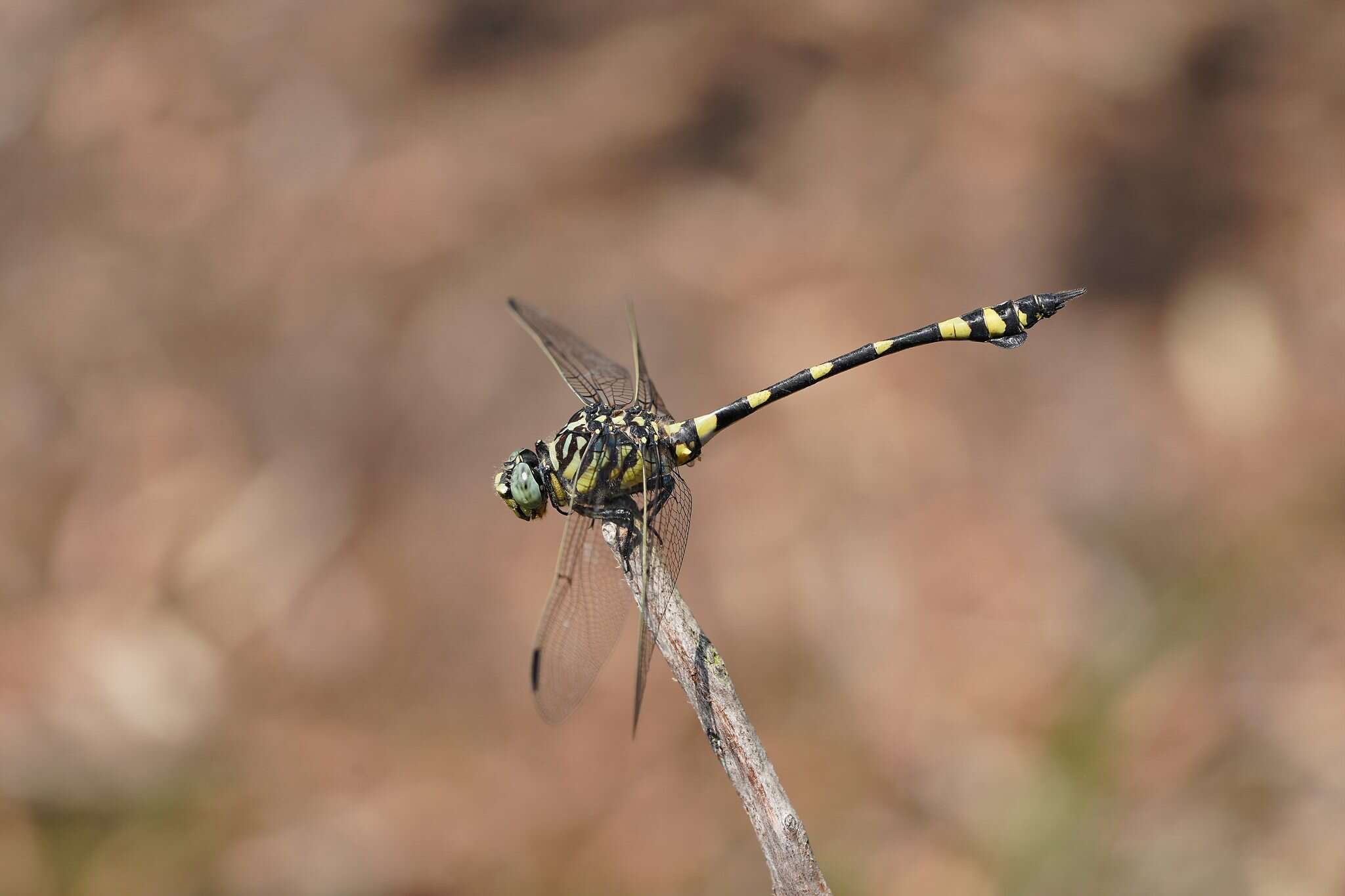 Imagem de Ictinogomphus australis (Selys 1873)