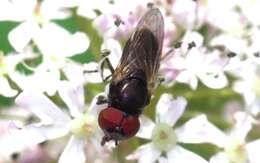 Sivun Chrysogaster cemiteriorum (Linnaeus 1758) kuva