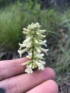 Image of yellow penstemon