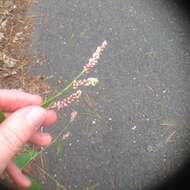 Image de Persicaria pensylvanica (L.) M. Gómez