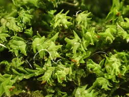 Image of Tritomaria exsecta (Schmidel) Schiffn. ex Loeske