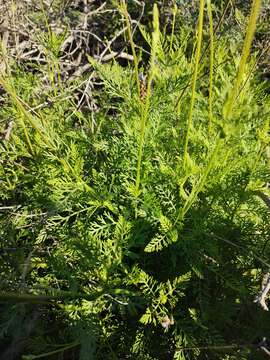 Imagem de Lavandula canariensis subsp. canariensis