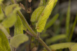 Image of Sonoma Hedge-Nettle