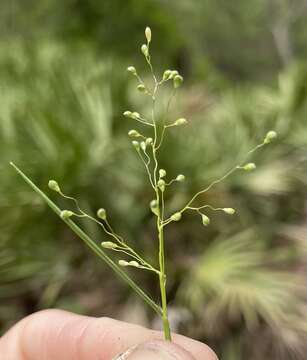 صورة Panicum filiramum Ashe