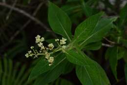 Image of Desmanthodium perfoliatum Benth.