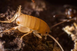 Imagem de Myrmecophilus (Myrmecophilus) manni Schimmer 1911