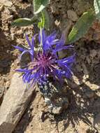 Centaurea triumfettii subsp. tanaitica (Klok.) Dostál的圖片