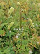 Imagem de Sanguisorba alpina Bunge