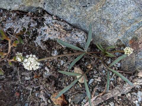 Слика од Lomatium fusiformis (S. Watson) J. F. Sm. & Mansfield