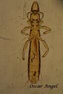 Columbicola columbae (Linnaeus 1758)的圖片