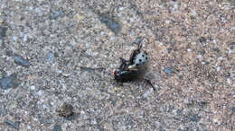 Image of Locust Fly