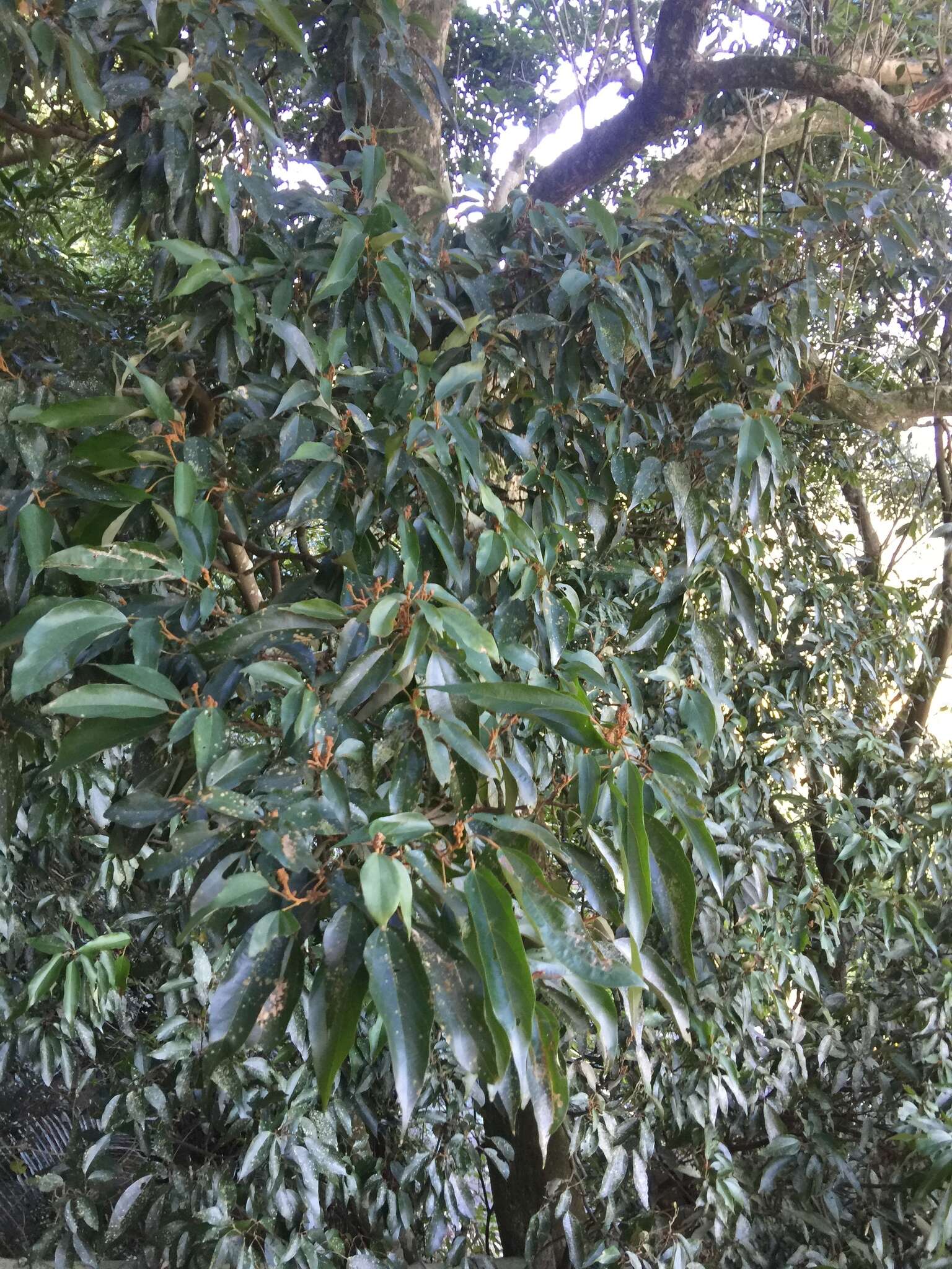 Image of kamala tree