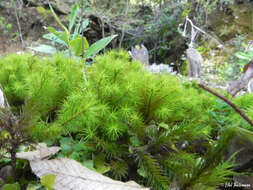 Image of Dendroligotrichum dendroides Brotherus 1905